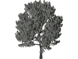 Acacia Tree 3D Model preview
