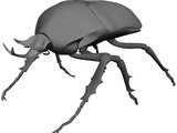 African Rose Beetle 3D Model preview
