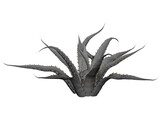 Agave Americana Marginata 3D Model preview