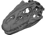 Allosaurus Fragilis Skull 3D Model preview