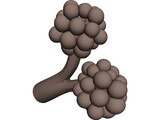Alveoli 3D Model preview