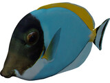 Amblyrhyncotes 3D Model preview