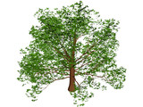 American Beech 3D Model preview