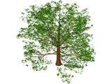 American Beech 3D Model