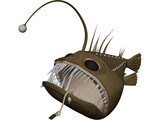 Angler Fish Angus 3D Model preview