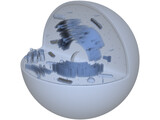 Animal Cell Structure 3D Model