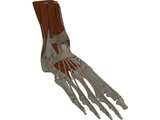 Ankle 3D Model