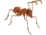 Ant 3D Model