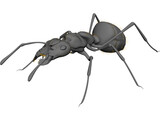 Ant Black 3D Model preview