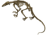 Anteater Skeleton 3D Model preview