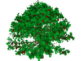 Apple Tree 3D Model preview