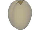 Apricot Fruit 3D Model