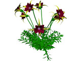 Aquilegia Bied 3D Model preview