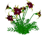 Aquilegia Bied 3D Model