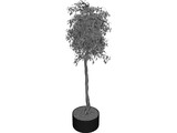 Arbol Tree 3D Model preview