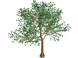Arboli Tree 3D Model preview