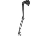 Arm Bone 3D Model preview