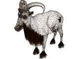 Arrui 3D Model