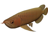 Asia Arowana 3D Model preview