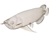 Asia Arowana 3D Model