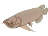 Asia Arowana 3D Model