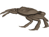 Asian Shore Crab 3D Model preview
