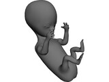 Baby Fetus Infant 3D Model preview
