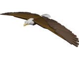 Bald Eagle 3D Model preview