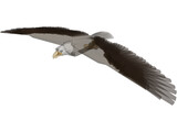 Bald Eagle 3D Model