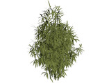 Bamboo Cluster Small 3D Model preview