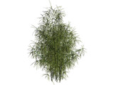 Bamboo Cluster Small 3D Model