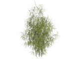 Bamboo Cluster Small 3D Model