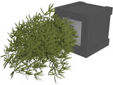 Bamboo Plant 3D Model
