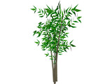 Bamboo Tree 3D Model preview