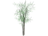 Bamboo Tree 3D Model