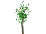 Bamboo Tree 3D Model