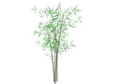 Bamboo Tree 3D Model