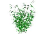 Bamboo 3D Model preview