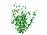 Bamboo 3D Model