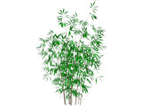 Bamboo 3D Model