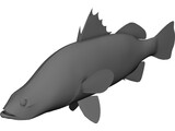 Barramundi 3D Model preview