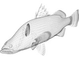 Barramundi 3D Model