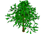 Baum Tree 3D Model preview