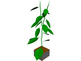Bell Pepper Plant 3D Model preview