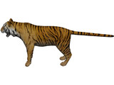 Bengal Tiger 3D Model preview