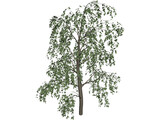Birch Tree 3D Model preview