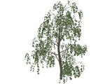 Birch Tree 3D Model