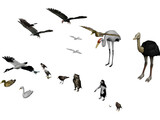 Birds Collection 3D Model preview