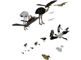 Birds Collection 3D Model