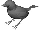 Black Bird 3D Model preview